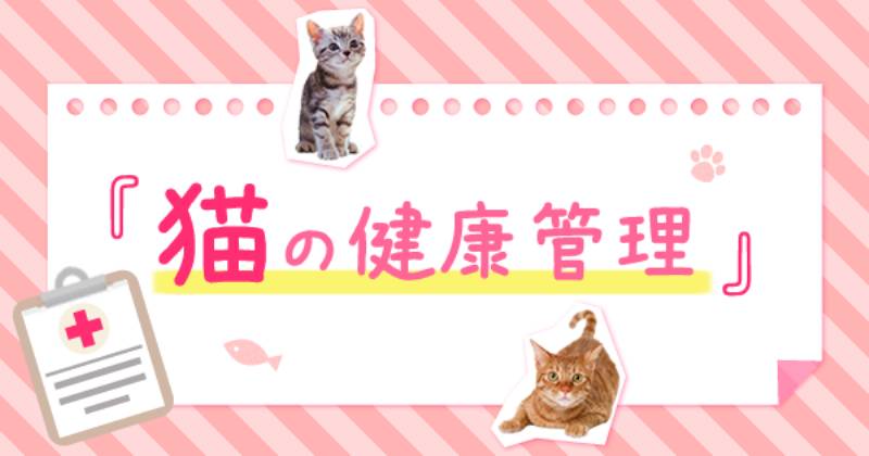 猫にも虫歯はあるの アイリスプラザ メディア