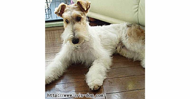 ワイアー フォックス テリア 小型犬 アイリスプラザ メディア