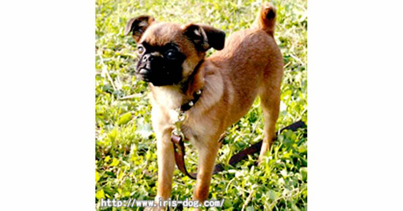 プチ ブラバンソン 超小型犬 アイリスプラザ メディア