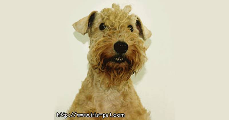 レークランド テリア 小型犬 アイリスプラザ メディア