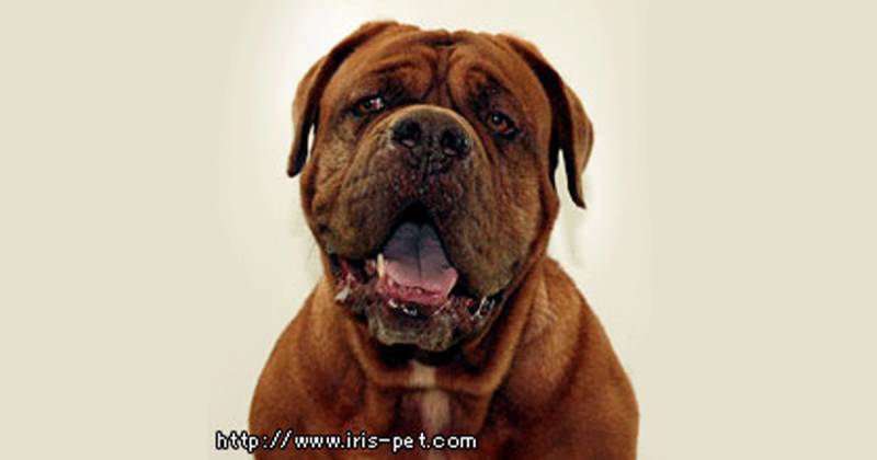 ボルドー マスティフ 超大型犬 アイリスプラザ メディア