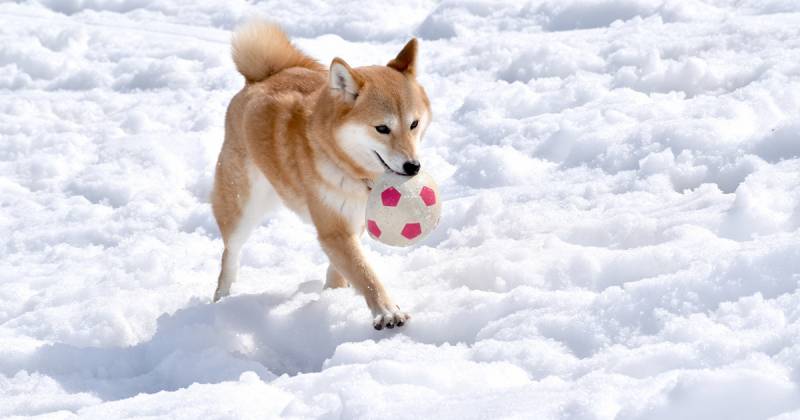 犬の冬の過ごし方 アイリスプラザ メディア