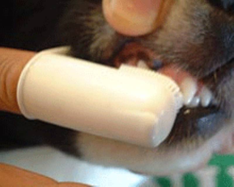 歯磨き トリマーさんが教える犬のトリミング講座 アイリスプラザ メディア