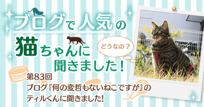 ブログ 何の変哲もないねこですが のティルくんに聞きました アイリスプラザ メディア