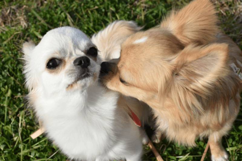 犬のオスとメスの違い 発情について アイリスプラザ メディア