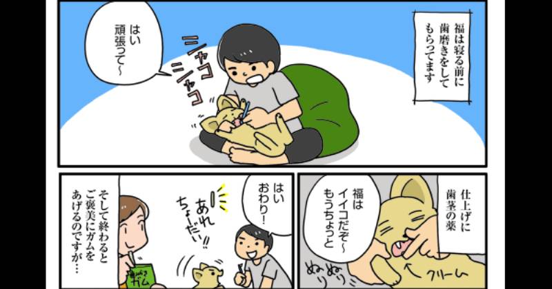 老犬ガム アイリスプラザ メディア