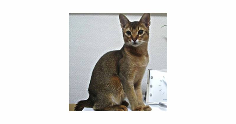 アビシニアン 猫の種類 猫図鑑 アイリスプラザ メディア