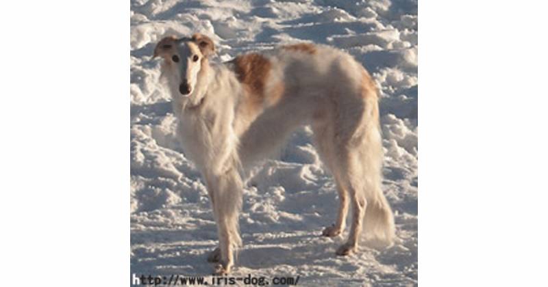 ボルゾイ ロシア貴族の犬 アイリスプラザ メディア