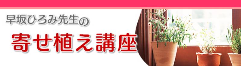 ８月のテーマ 多肉植物の寄せ植え ｐｒｅｔｔｙ 多肉 アイリスプラザ メディア
