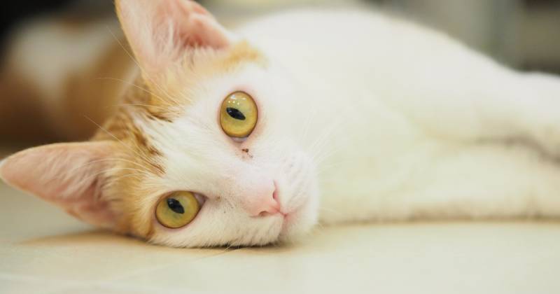 猫の名前ランキング大調査19 結果発表 アイリスプラザ メディア