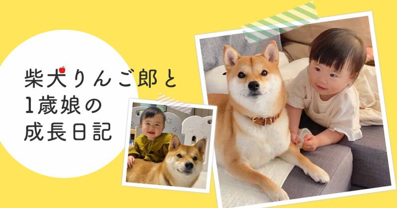 娘にとってりんご郎は一緒にいるのが当たり前の存在になりつつある 柴犬りんご郎と アイリスプラザ メディア