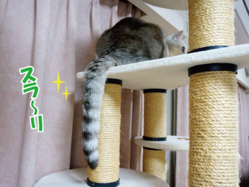 73 猫のシッポ アイリスプラザ メディア