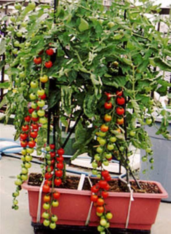 第1回 ミニトマトの栽培のコツ アイリスプラザ メディア
