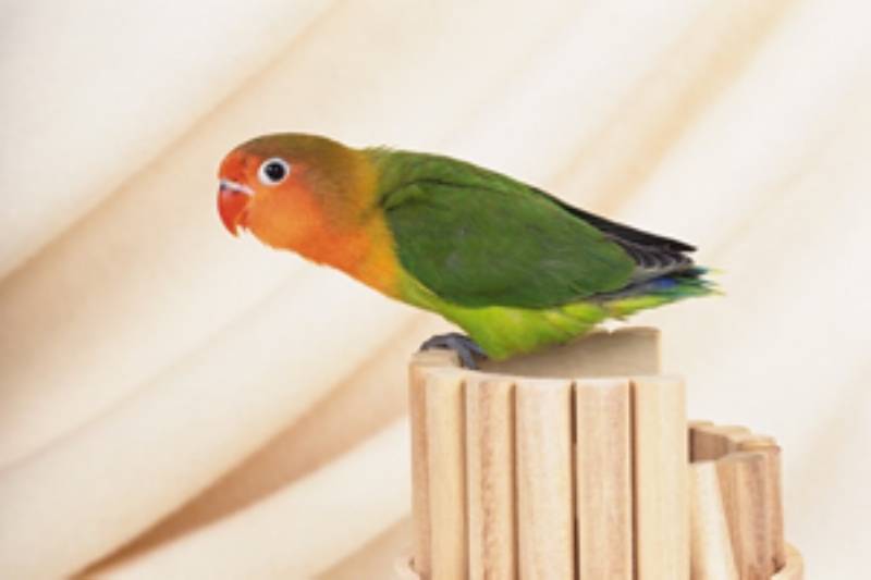飼い主も知ってほしい代表的な鳥の病気 小鳥の診療室 静岡市葵区