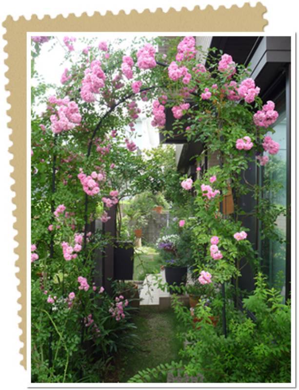 バラと宿根草の咲く心癒される庭づくり 95 すずさん アイリスプラザ メディア
