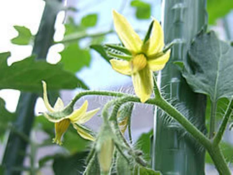 花咲く菜園に益虫がやってきた アイリスプラザ メディア