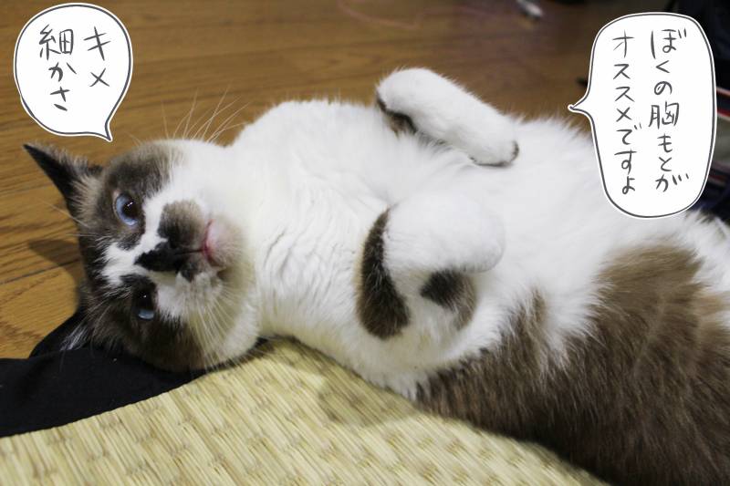 猫の撫で心地の違い フニャコさんのほのぼの猫通信 アイリスプラザ メディア