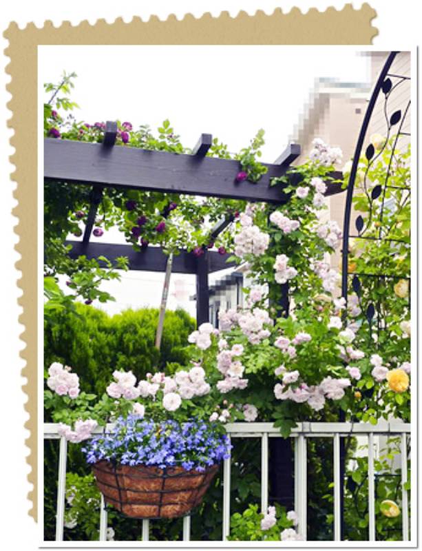 パーゴラから枝垂れ咲く 大好きなバラの庭 74 アズさん アイリスプラザ メディア