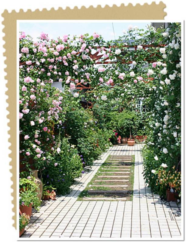 つるバラでいっぱいに縦の空間を生かした庭づくり 56 Sｏｌｅｉｌ さん アイリスプラザ メディア