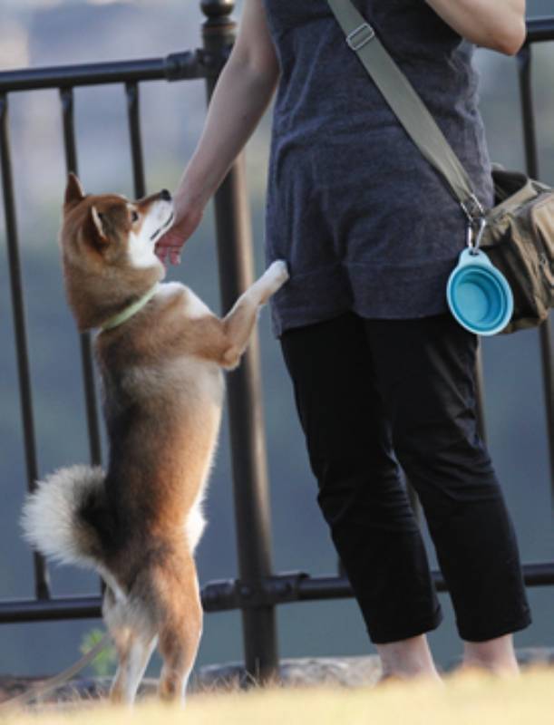 柴犬めろんの日記 ブログ管理人あちゅこさん登場 アイリスプラザ メディア