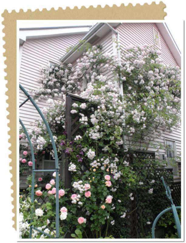 思い描く風景を形に バラであふれる庭 136 ばらきちさん アイリスプラザ メディア