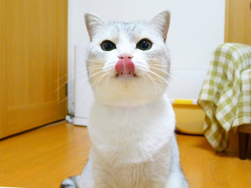 LĉłHׂȂ́IH