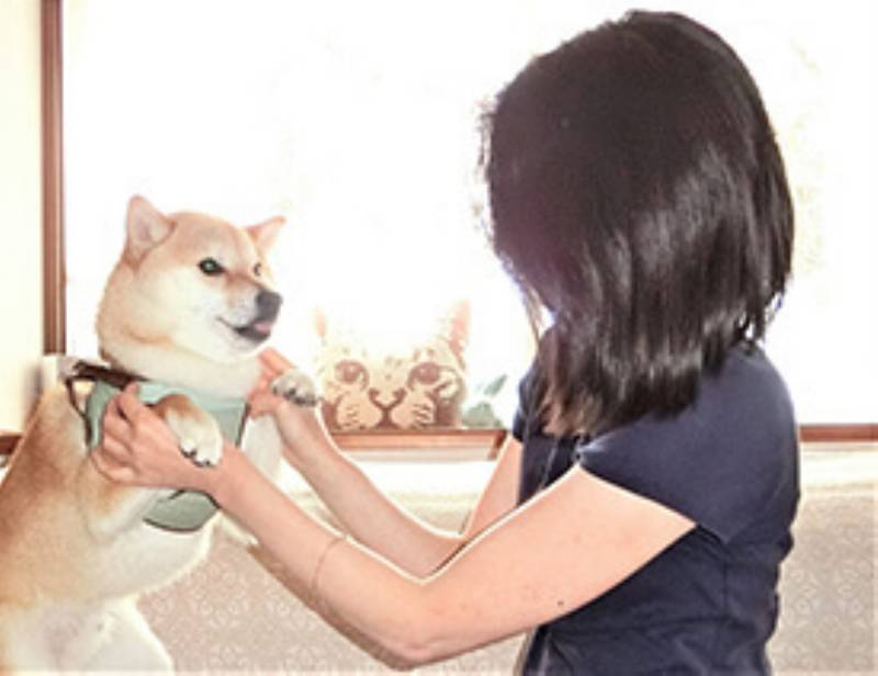 柴犬の小源汰さん ブログ管理人jinさん登場 アイリスプラザ メディア