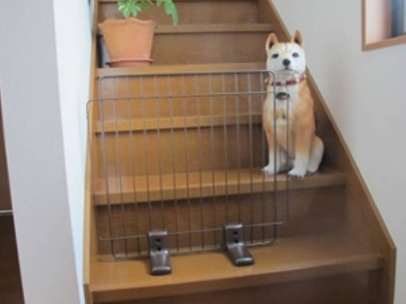 チコ 通せんぼ されるなの 柴犬のチコチコ動画日記 チコママのアイリス商品 アイリスプラザ メディア