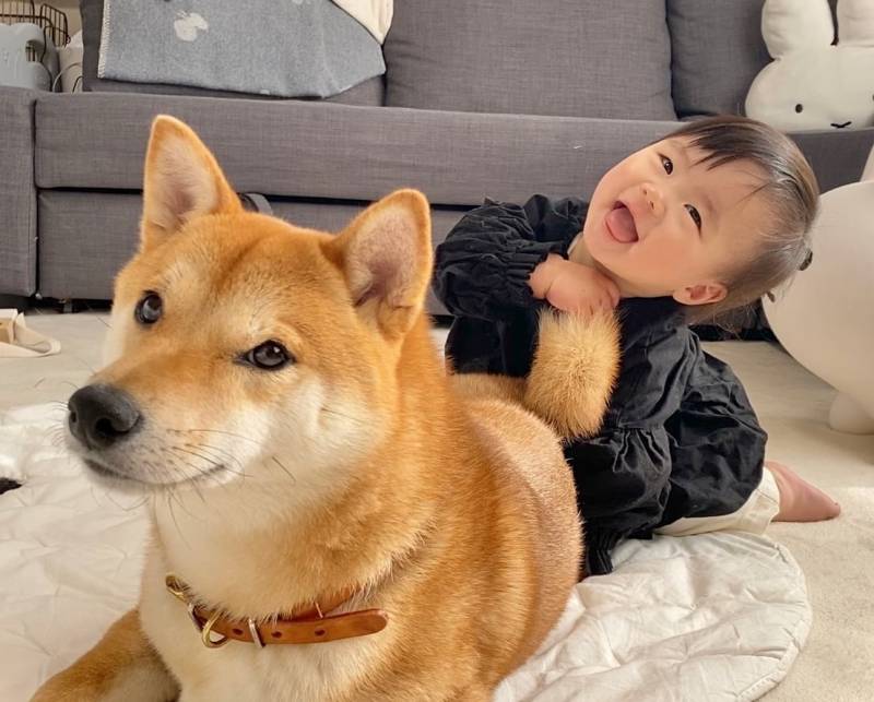 柴犬兄さんの存在と娘の成長は大きく繋がっている 柴犬りんご郎と1歳娘の成長日記 アイリスプラザ メディア