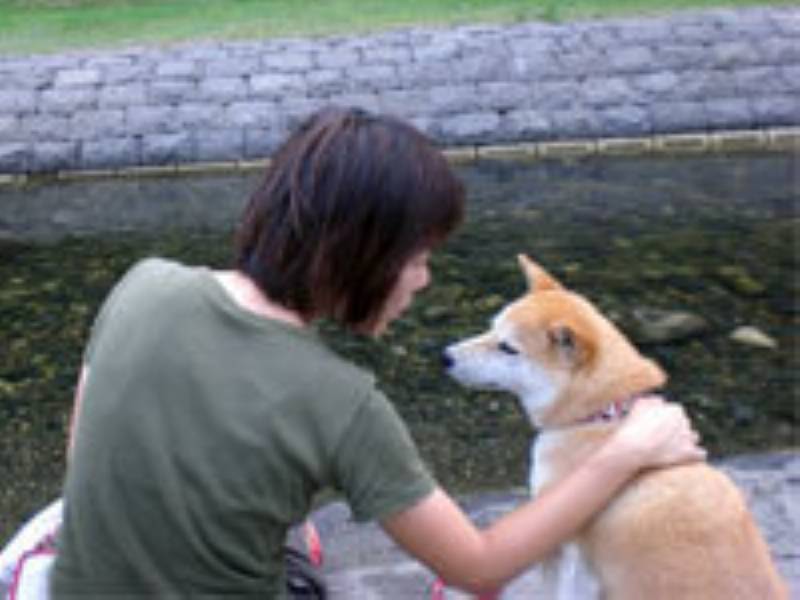 ブログ 柴犬のチコ 管理人 チコママさん登場 アイリスプラザ メディア