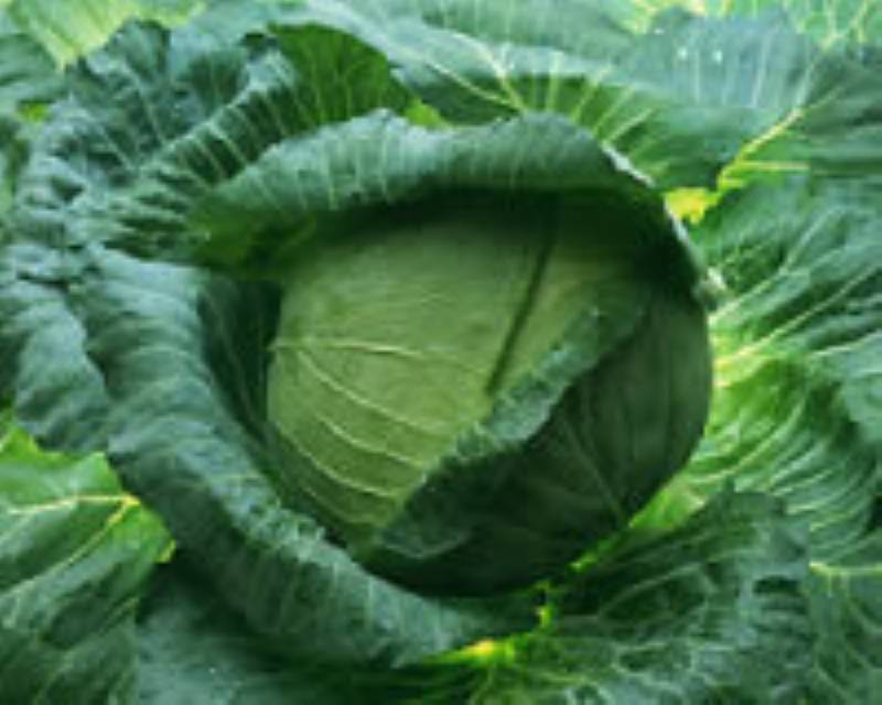 キャベツ 生で食べても 加熱調理してもおいしい アイリスプラザ メディア