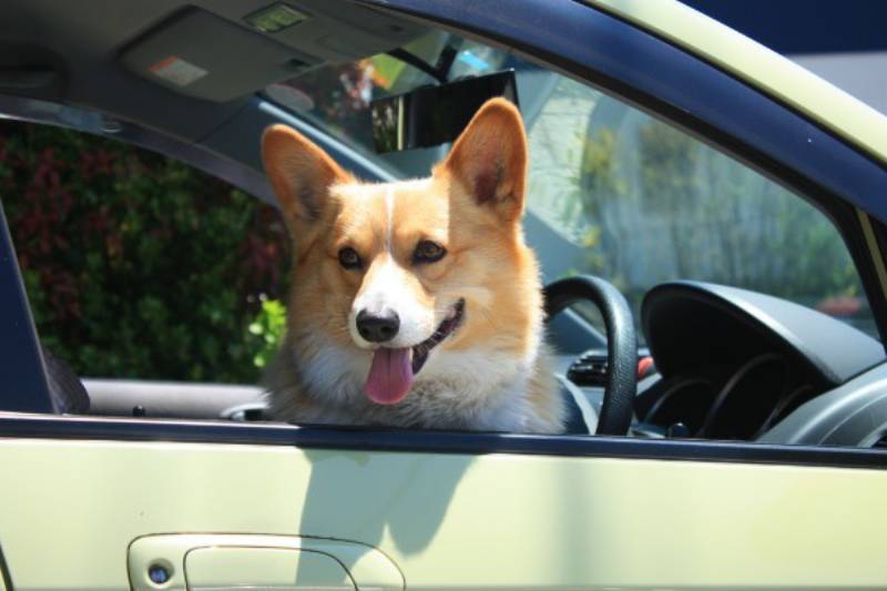 車で出かけよう 愛犬とのお出かけのコツ アイリスプラザ メディア