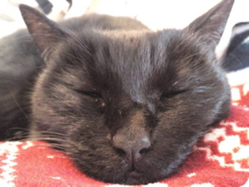 ご長寿猫の秘訣 アイリスプラザ メディア