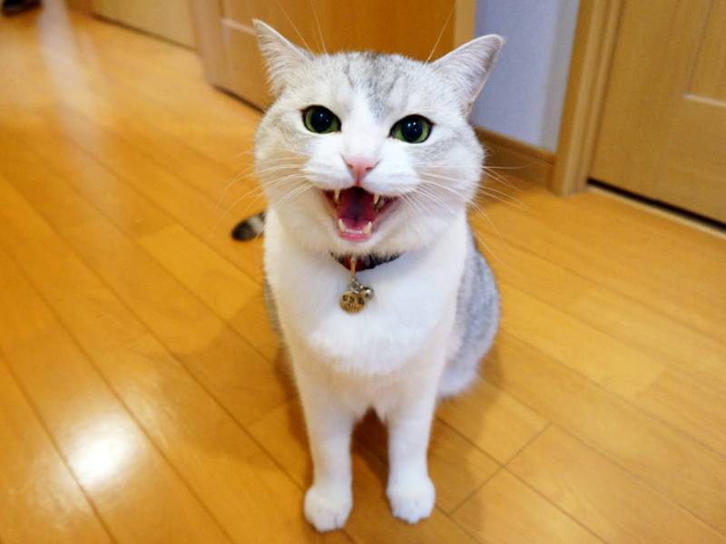 ȎLȂ