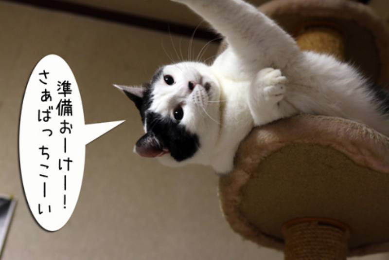 やる気スイッチ ちゃとらとはちわれマンガ日記 アイリスプラザ メディア