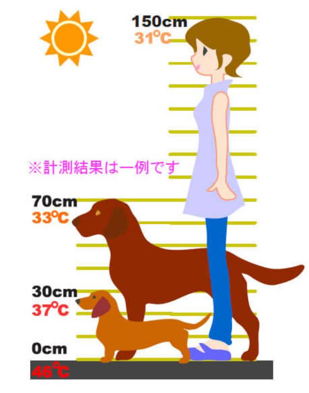 犬の熱中症予防ガイド アイリスプラザ_メディア