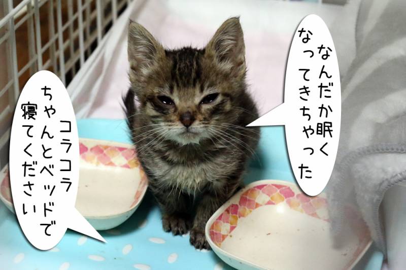 どんくさい子 ちゃとらとはちわれマンガ日記 アイリスプラザ メディア