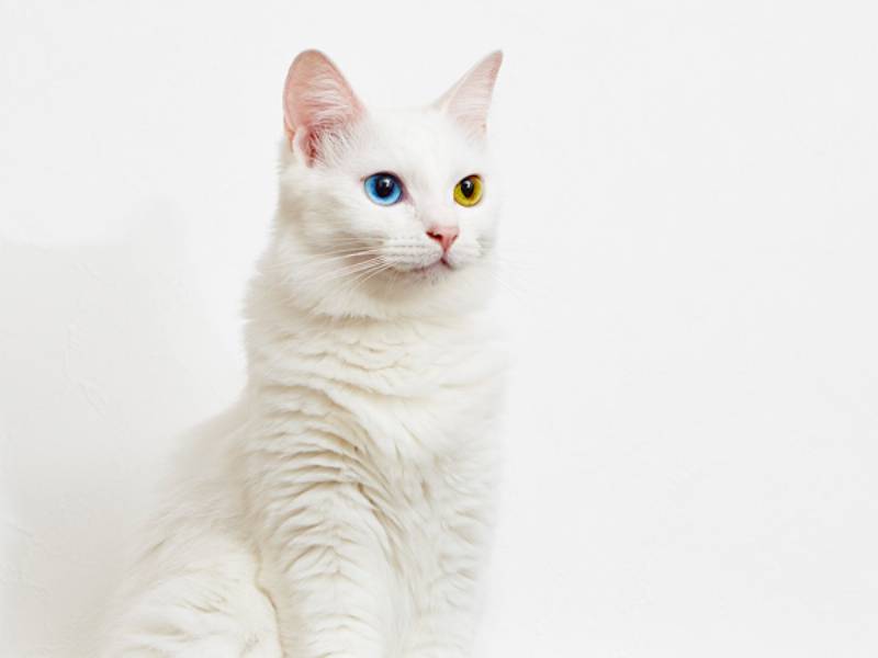 ブログ きょうもホノぼの サバトラ ホノ 白猫 ぼの と飼い主の日常 のぼ アイリスプラザ メディア