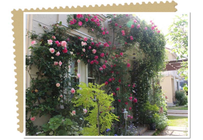 壁やアーチのバラで憧れのイングリッシュガーデンを表現 129 Brillia アイリスプラザ メディア