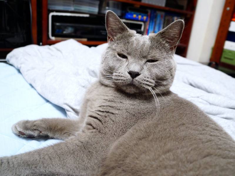 温厚な猫 が怒ったよ うにまむさんのネ子育て日記 アイリスプラザ メディア