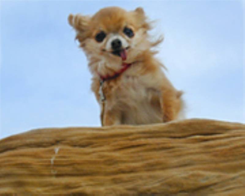 第５回 犬の仮装 かぶりもの作家として一世を風靡 アイリスプラザ メディア